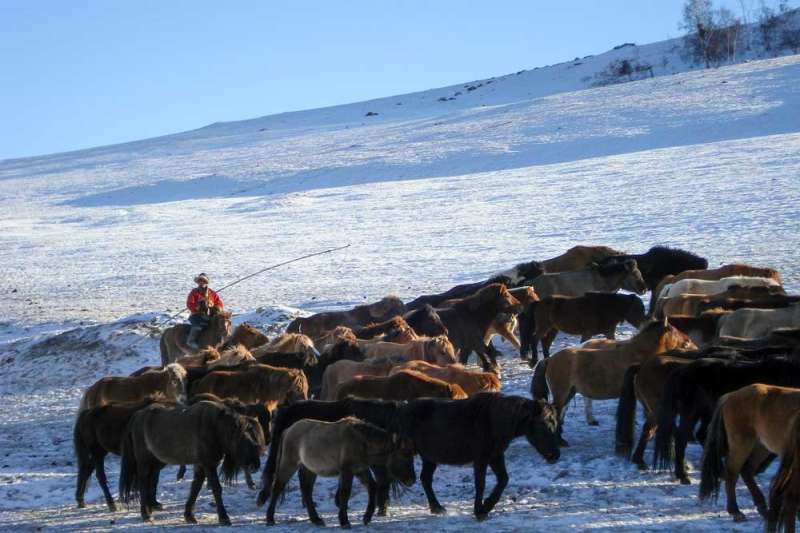 Estimates overstated for Mongolian rangelands damaged by livestock