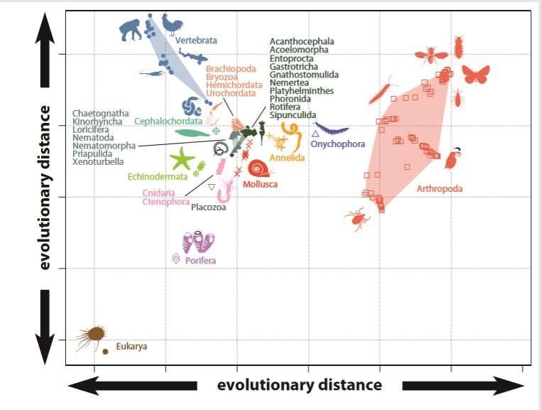 Evolutionary origins of animal biodiversity