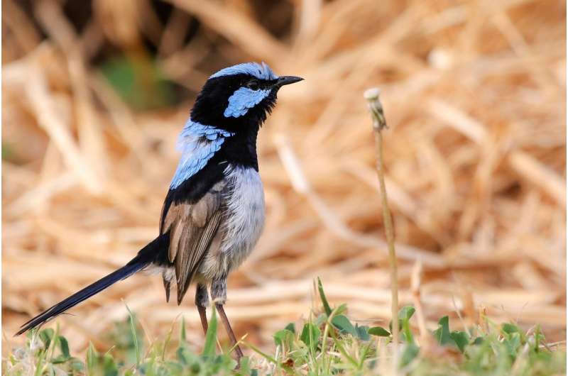 Fairy-wrens learn alarm calls of other species just by listening