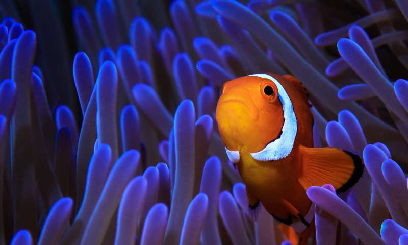 Finding Nemo's genes
