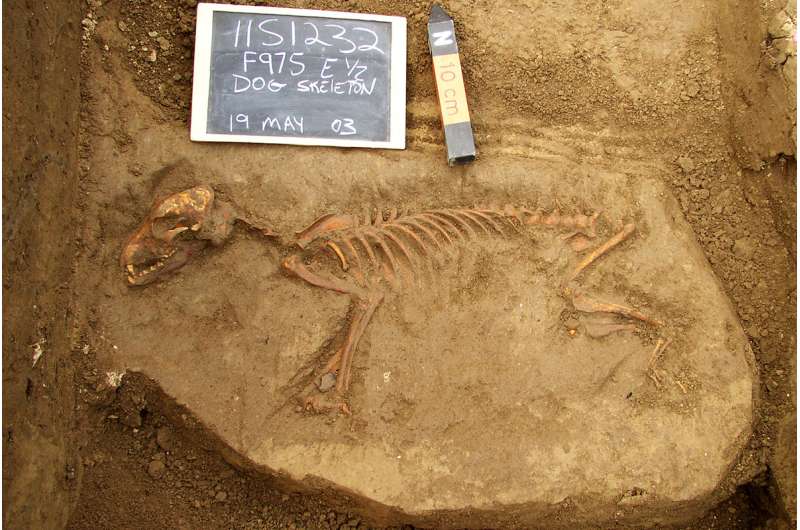 First dogs in the Americas arrived from Siberia, disappeared after European contact