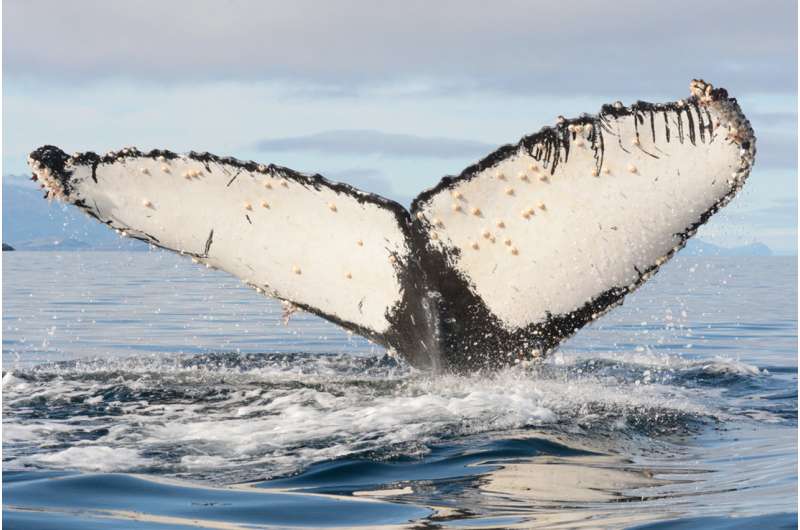 First study of Humpback whale survivors of orca attacks in the Southeastern Pacific