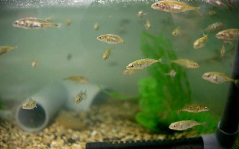Fish will forego their own temperature preferences in order to remain part of a group, according to a new study.