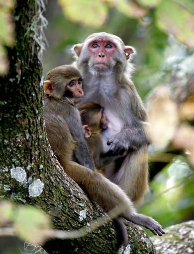 Florida wants to remove virus-excreting wild monkeys
