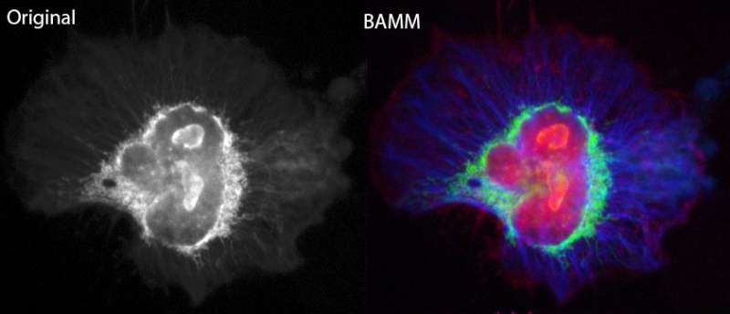 Fluorescence microscopy gets the BAMM treatment!