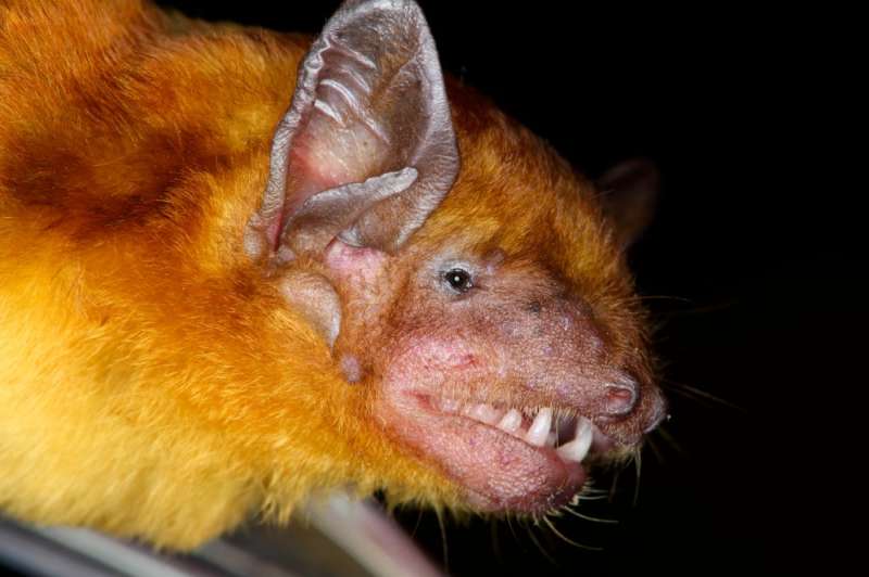Fuzzy yellow bats reveal evolutionary relationships in Kenya