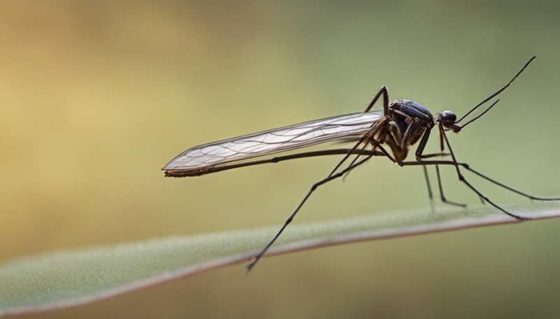Genetically modified mosquitoes may be best weapon for curbing disease transmission