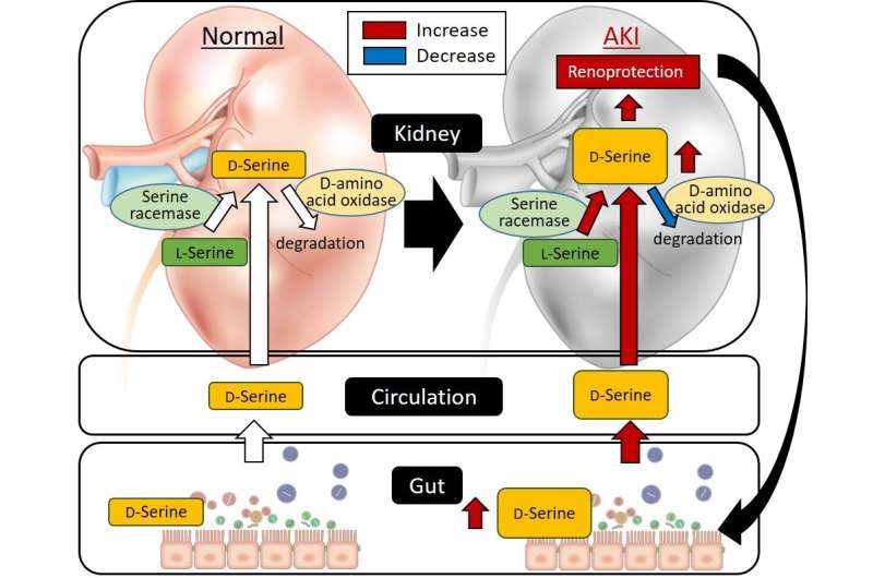 Gut microbiota-derived D-serine protects against acute kidney injury