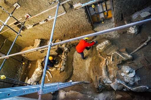 Harnessed horse unearthed in ancient stable near Pompeii