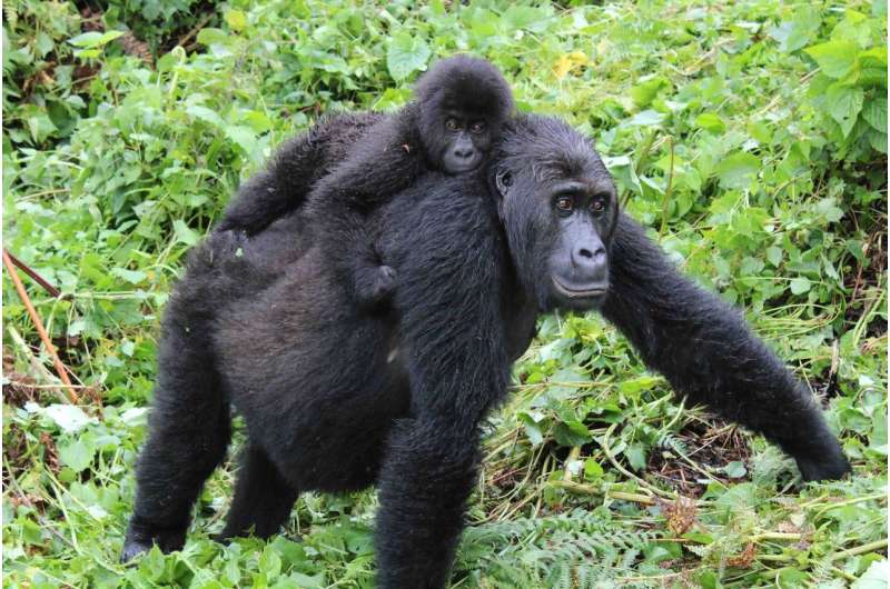 Historical genomes reveal recent changes in genetic health of eastern gorillas