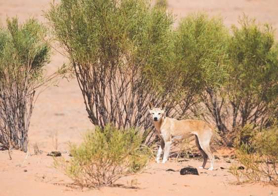 How dingoes sculpt the shape of sand dunes in the Australian desert