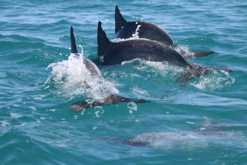 How dolphins learn to work together for rewards