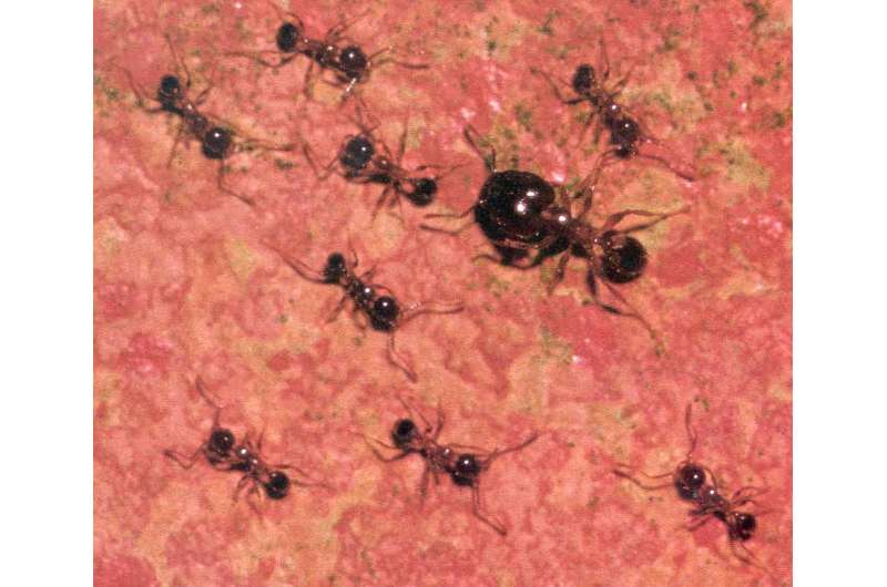How we wiped out the invasive African big-headed ant from Lord Howe Island