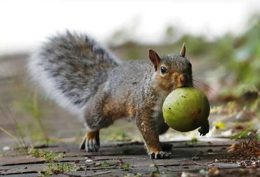 Huge squirrel population chomps crops, driving farmers nuts