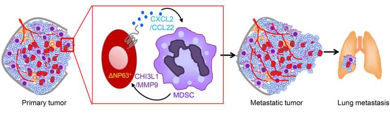 Immune cells in triple-negative breast cancer offer potential therapeutic target