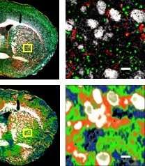 Infrared beams show cell types in a different light