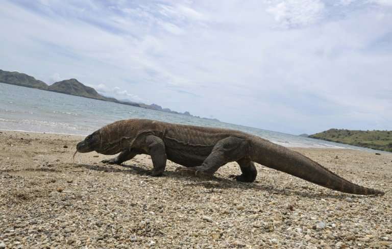 Komodo dragons can grow to around three metres in length, and weigh up to 70 kilograms