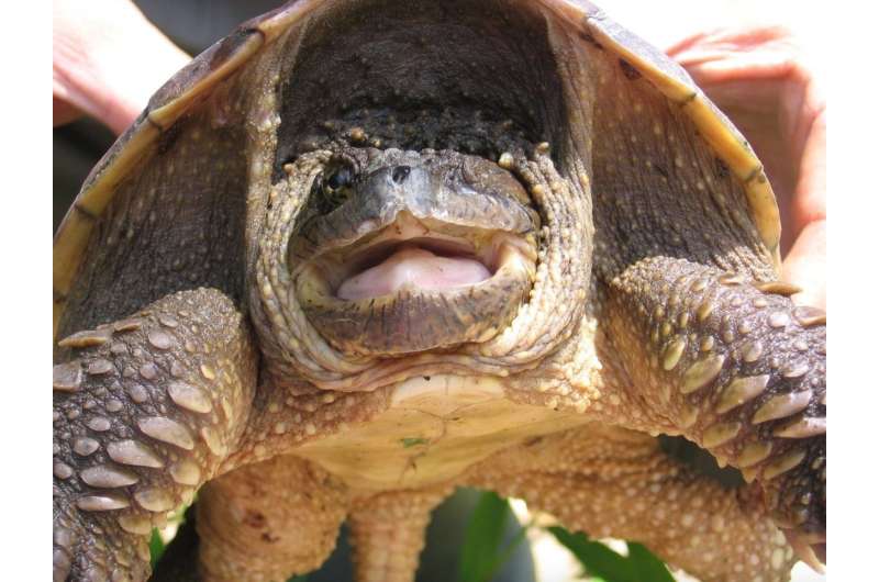 Land use and pollution shift female-to-male ratios in snapping turtles