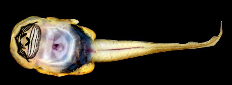 Life in the fast flow: Tadpoles of new species rely on 'suction cups' to keep up