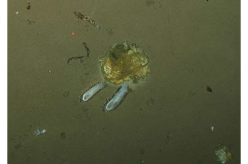 Life on the floor of the Arctic Ocean, with rigor and in detail