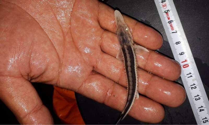 Little fish, big deal – Baby sturgeon offers hope for the future