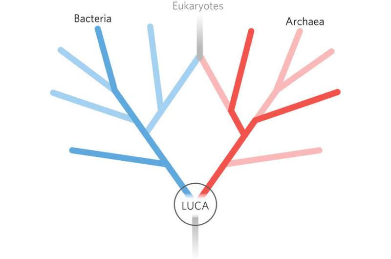 Looking for LUCA, the last universal common ancestor