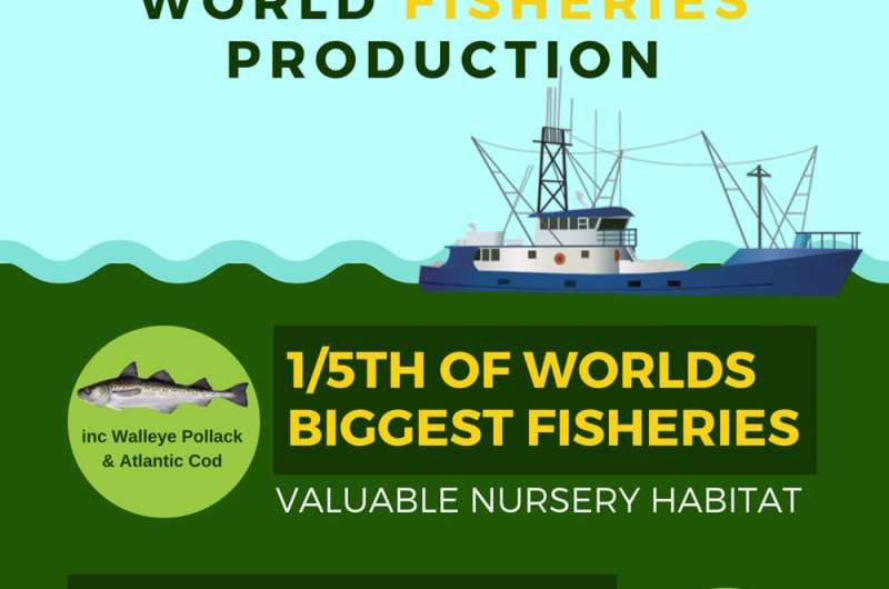 Loss of marine habitats is threatening the global fishing industry – new research