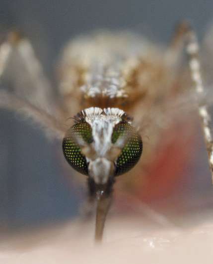 Malaria parasites adapt to mosquito feeding times, study shows