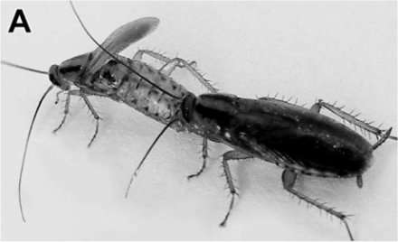 Male cockroaches that have frequent sex eat more protein