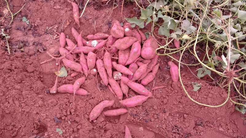 Matchmaking for sweet potato? It's complicated