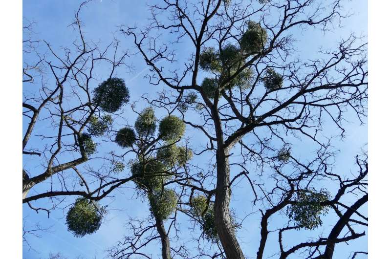 Mistletoe has lost 'most of its respiratory capacity,' two studies show
