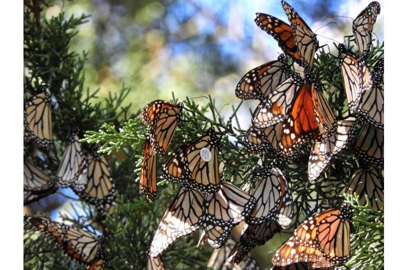 Monarchs ride west coast winds: Proof of butterfly migration gathered