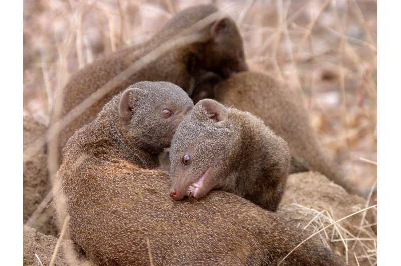 Mongooses remember and reward helpful friends