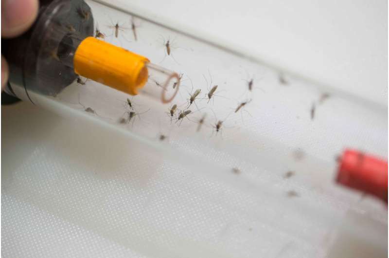 Mosquitoes bite when thirsty, too