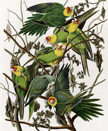 Museum collection reveals distribution of Carolina parakeet 100 years after its extinction