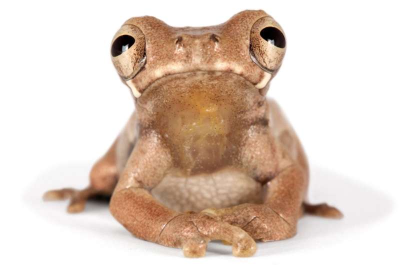 Named after Stanley Kubrick, a new species of frog is a 'clockwork orange' of nature