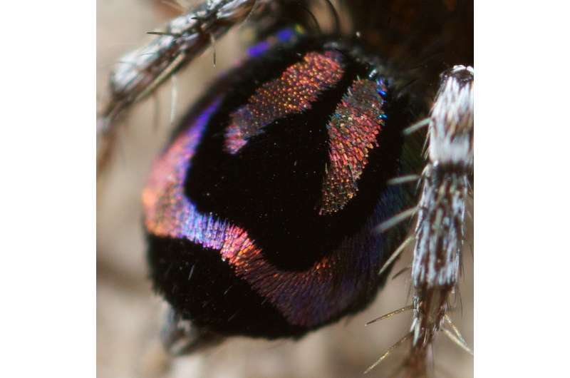 Nature's smallest rainbows, created by peacock spiders, may inspire new optical technology