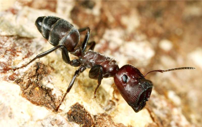 New ant species from Borneo explodes to defend its colony