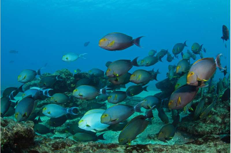 New application for acoustics helps estimate marine life populations