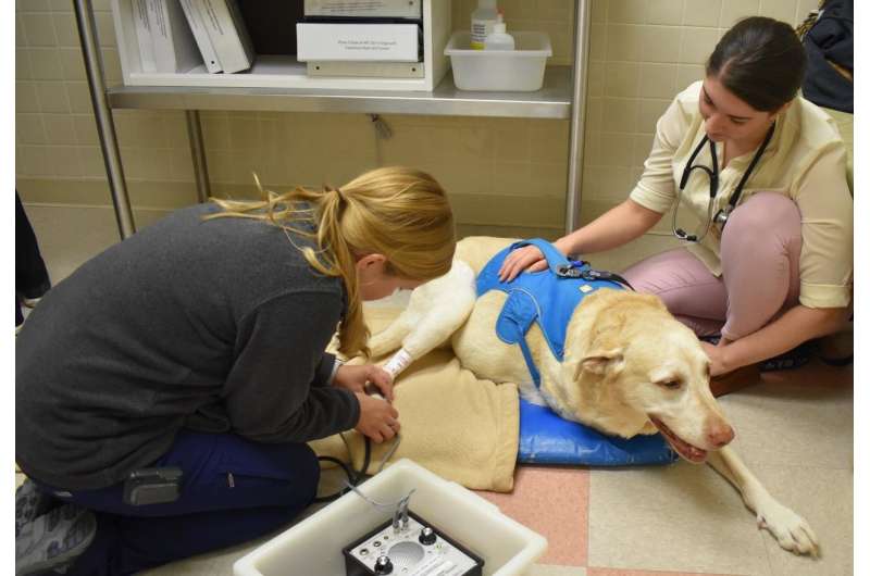 New clinical trials seek treatments for canine cancers, may offer clues on human cancers