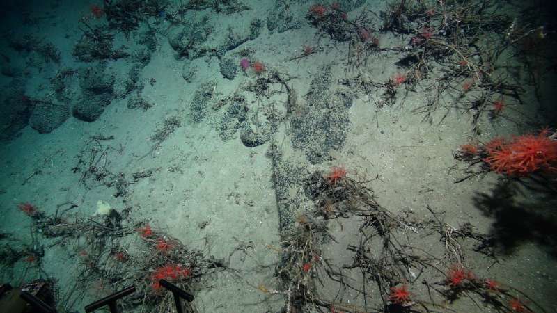 New insights into biodiversity hotspots could help protect them from potential deep-sea mining