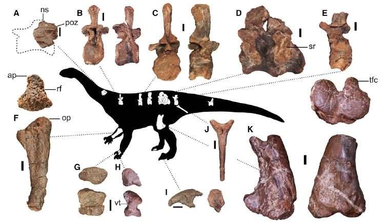 Newly described, giant relative of Brontosaurus roamed South Africa 200 million years ago
