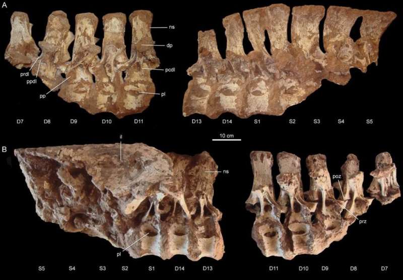 New Patagonian predator sheds light on mysterious meat-eating dinosaur group
