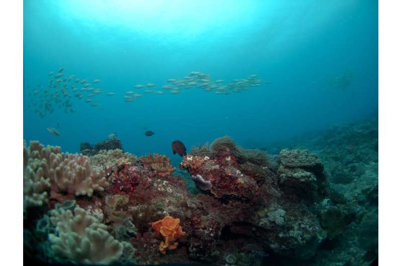 New research in Kenya finds sweet spot for harvesting reef fish