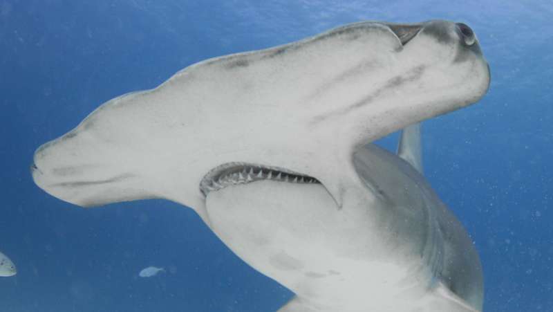 New study highlights shark protections, vulnerability to fishing