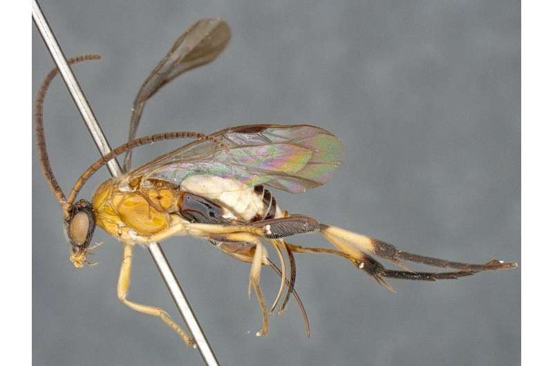 New wasps named after Crocodile Dundee and Toblerone amongst 17 new genera and 29 species