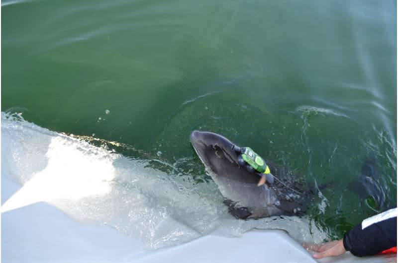 Noise from ships scares porpoises