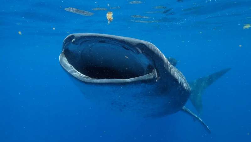 Novel approach studies whale shark ages the best way -- while they are swimming