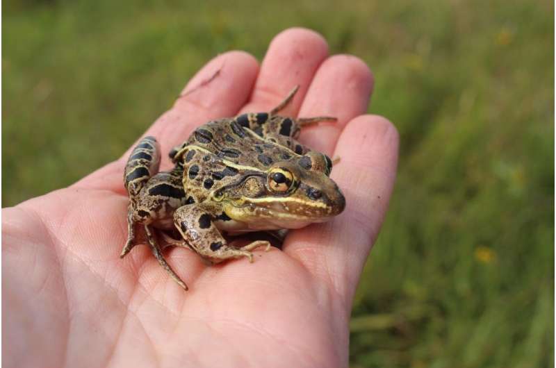 'Old-fashioned fieldwork' puts new frog species on the map