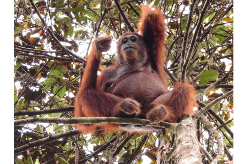 Orangutan Kalimantan survey in Sebangau National Park—Bukit Baka Bukit Raya National Park Corridor